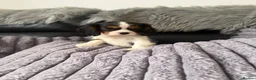 Cavalier King Charles Spaniel dogs for sale: Royal kennel club cavalier puppies dna clear - Advert 4