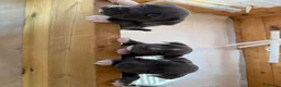 Staffordshire Bull Terrier dogs for sale: Blue staffordshire bull terrier puppies - Advert 19