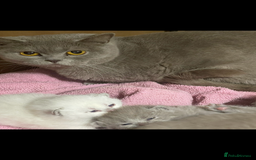 British Shorthair cats for sale: British shorthaired kittens full pedigree  - Image 7