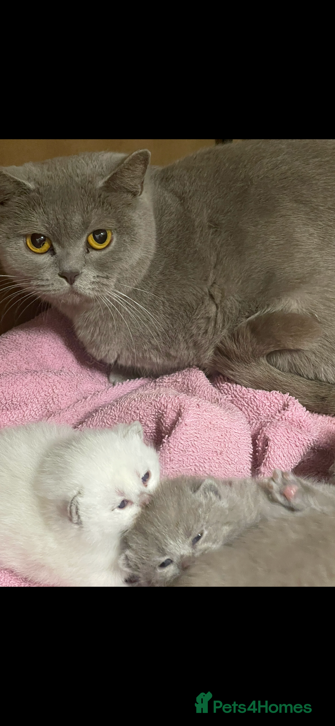 British Shorthair cats for sale: British shorthaired kittens full pedigree  - Image 7