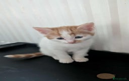 Mixed Breed cats for sale: 2 female kittens  - Image 8