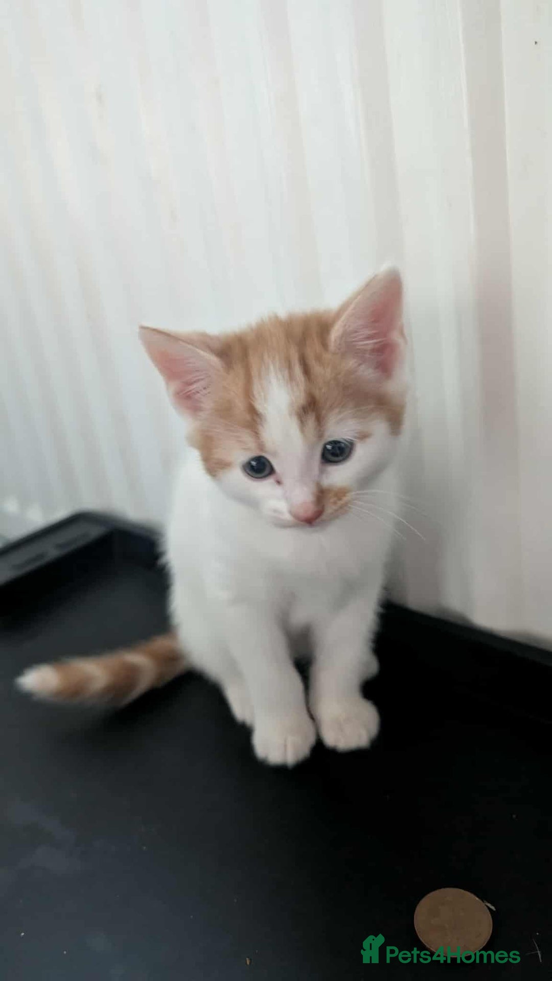 Mixed Breed cats for sale: 2 female kittens  - Image 8