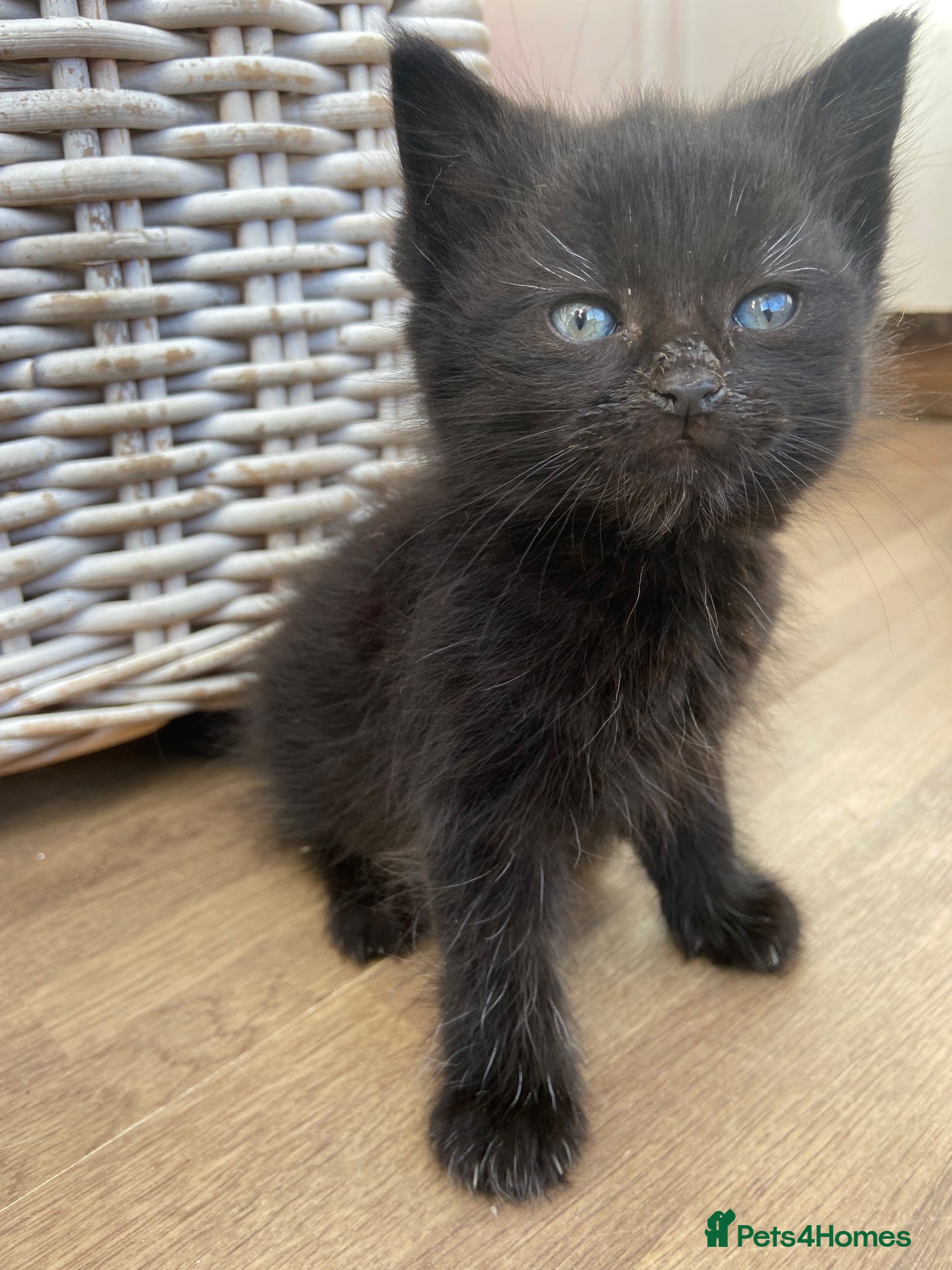 Mixed Breed cats for sale: 1 little full black boy - Advert 5