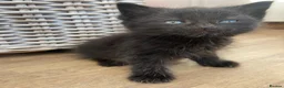 Mixed Breed cats for sale: 1 little full black boy - Advert 2
