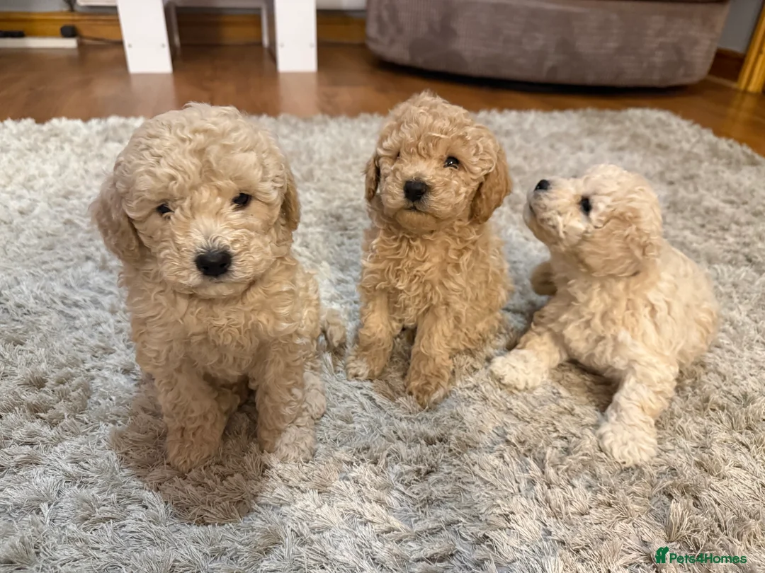 Maltipoo dogs for sale: Ready this week 🧸 - Advert 16
