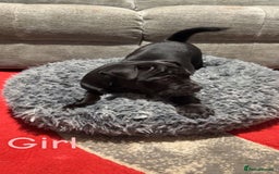 Mixed Breed dogs for sale: Bullpei puppies  - Image 2