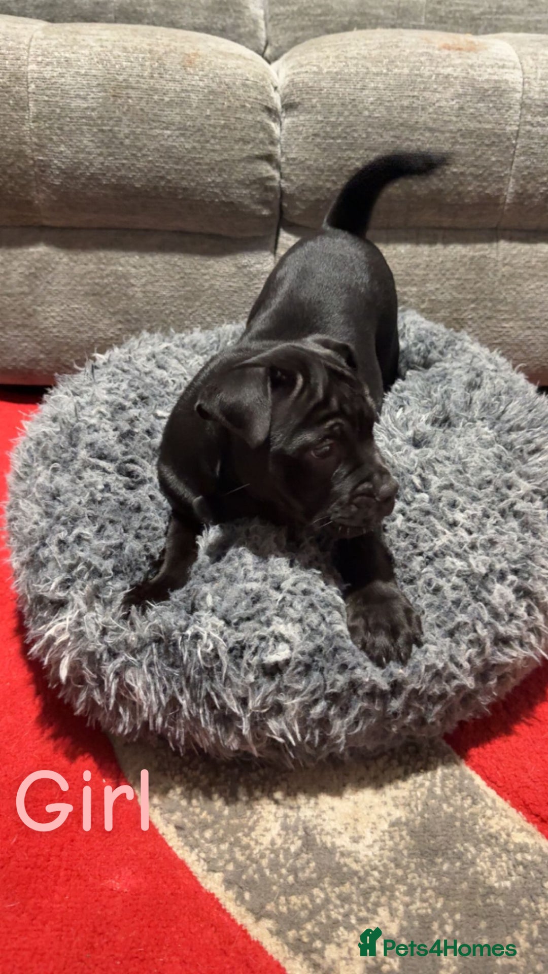 Mixed Breed dogs for sale: Bullpei puppies  - Image 2