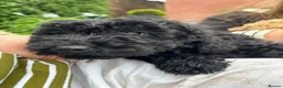 Cockapoo dogs for sale: Cockapoo Puppies – Ready Now - Advert 19