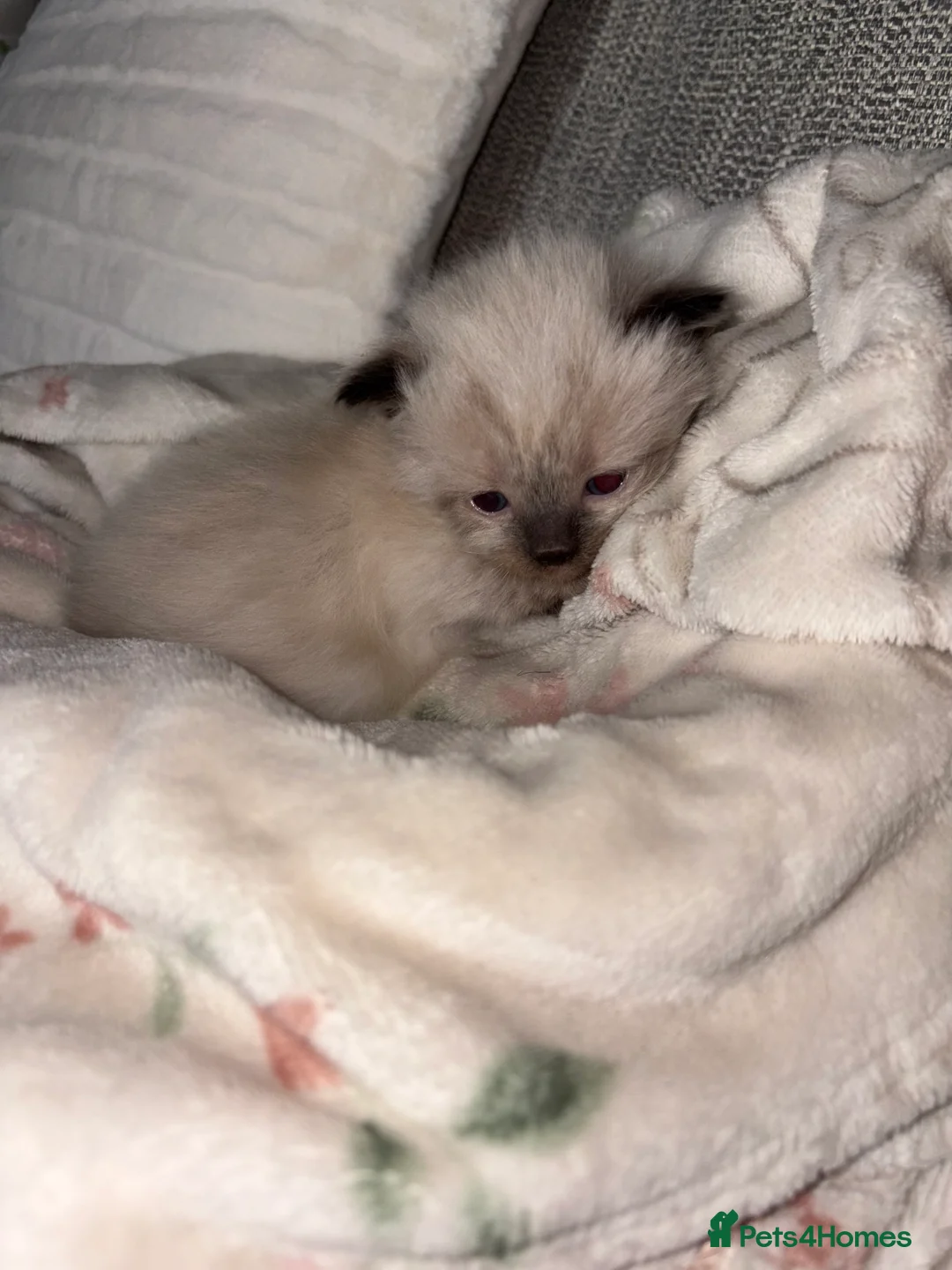 Ragdoll cats for sale: Microchipped Ragdoll Pedigree Kittens in Doncaster - Advert 11