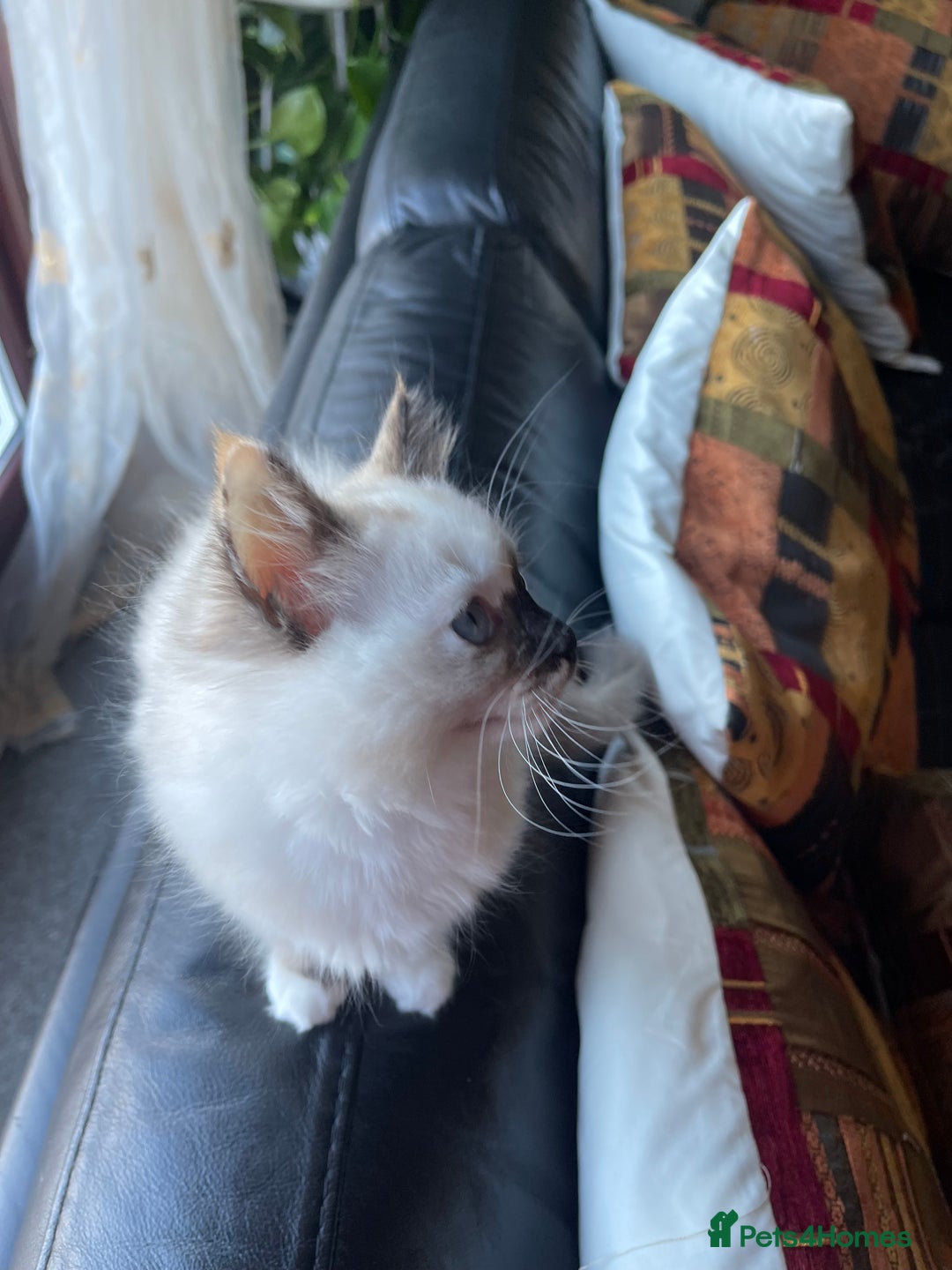 Ragdoll cats for sale: Ragdoll adults Purebred pedigree 5 generations  - Advert 22