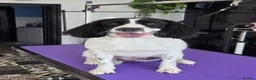 Springador dogs for sale: Springador puppies  - Advert 1
