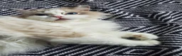 Ragdoll cats for sale: Loving female Ragdoll  - Advert 5