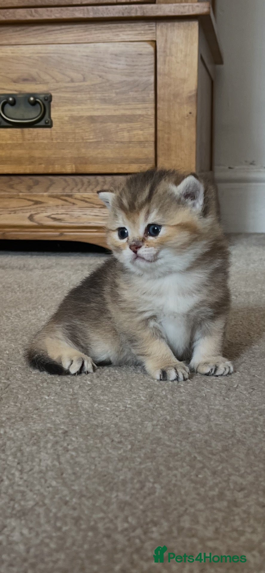 British Shorthair cats ACTIVE GCCF GOLDEN NY12 and BLUE GOLDEN AY12  - Advert 1
