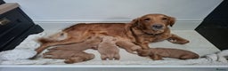 Golden Retriever dogs for sale: Red Working Line Pedigree Golden Retriever Pups - Advert 7