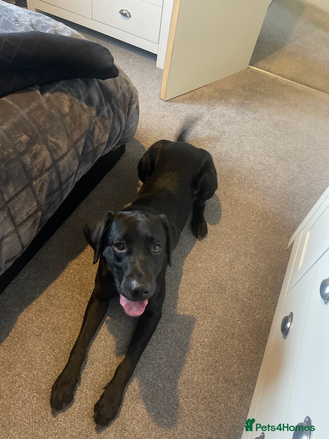Labrador Retriever dogs for sale: Male Black Labrador  - Image 9