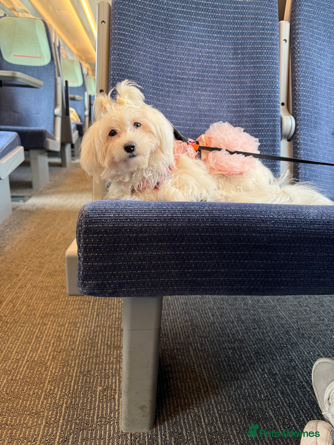 Maltese dogs for sale: URGENT ! maltese girl looking for new home  - Image 2