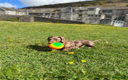 Miniature Dachshund dogs for sale: Miniature dachshund puppies for sale - Image 4