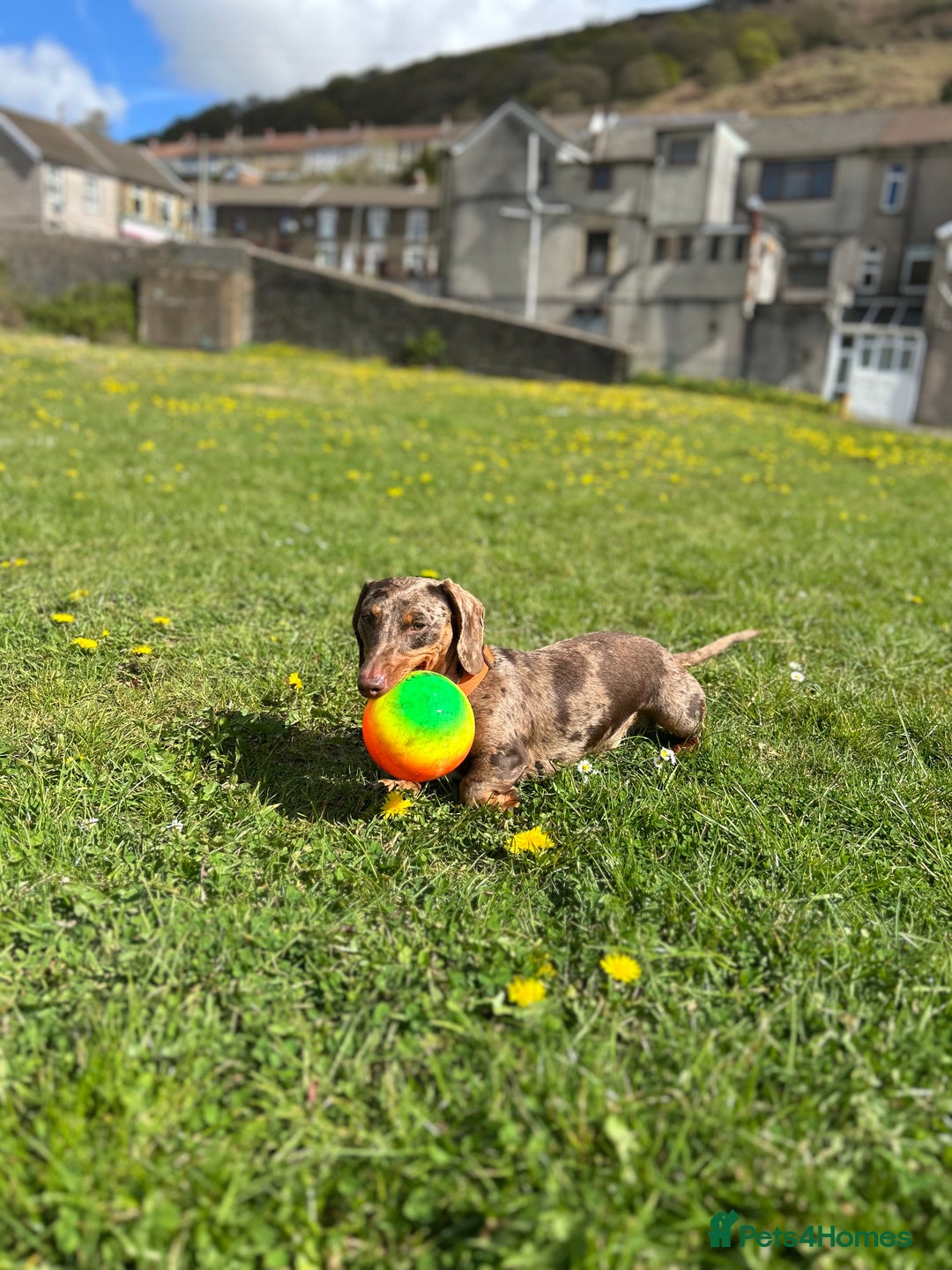 Miniature Dachshund dogs for sale: Miniature dachshund puppies for sale - Image 4