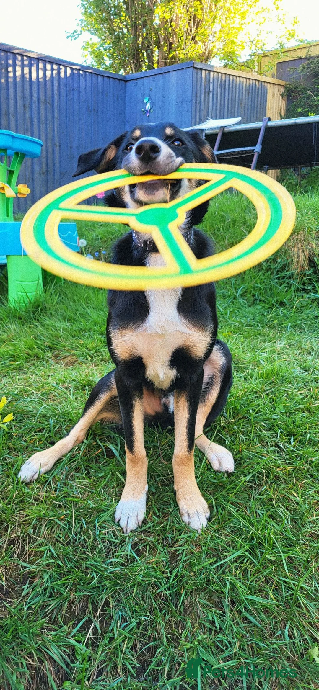 Border Collie dogs for sale: MILO 7 month old male border collie  - Advert 2