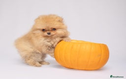 Pomeranian dogs for sale: True to type Pomeranian Puppies  - Image 13