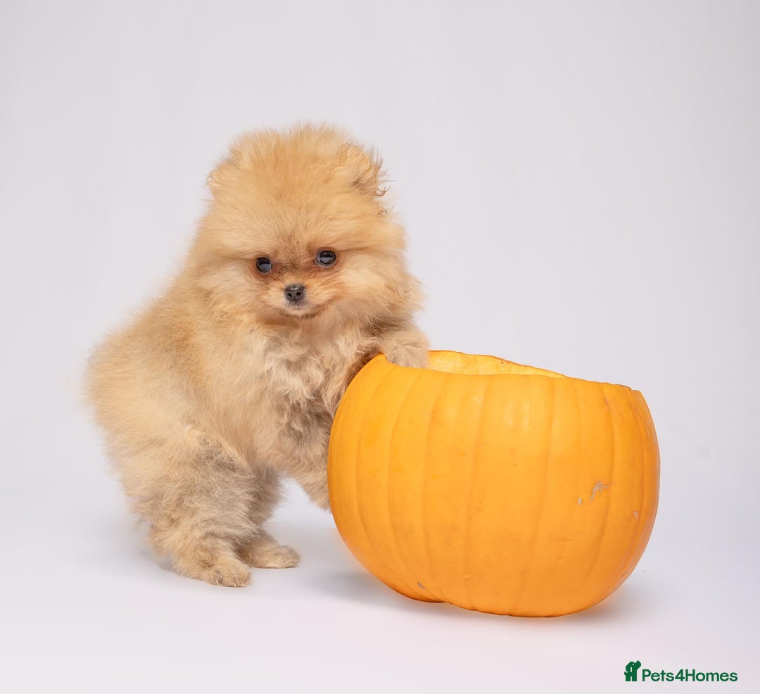 Pomeranian dogs for sale: True to type Pomeranian Puppies  - Image 13