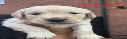 Golden Retriever dogs for sale: 7 KC registered Golden Retriever puppies available - Advert 2