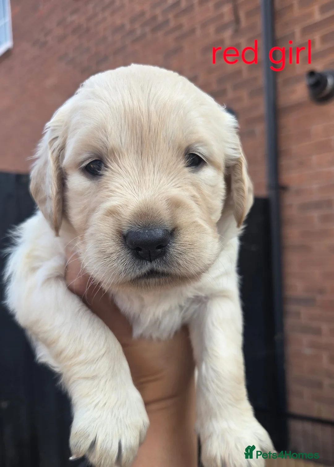 Golden Retriever dogs for sale: 7 KC registered Golden Retriever puppies available - Advert 2