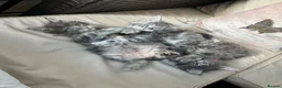 Maine Coon cats for sale: TICA Registered Maine Coon Kittens Available  in Sutton - Advert 23