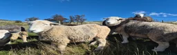 Sheep livestock for sale: Herd of Beautiful Herdwick Sheep - Advert 8