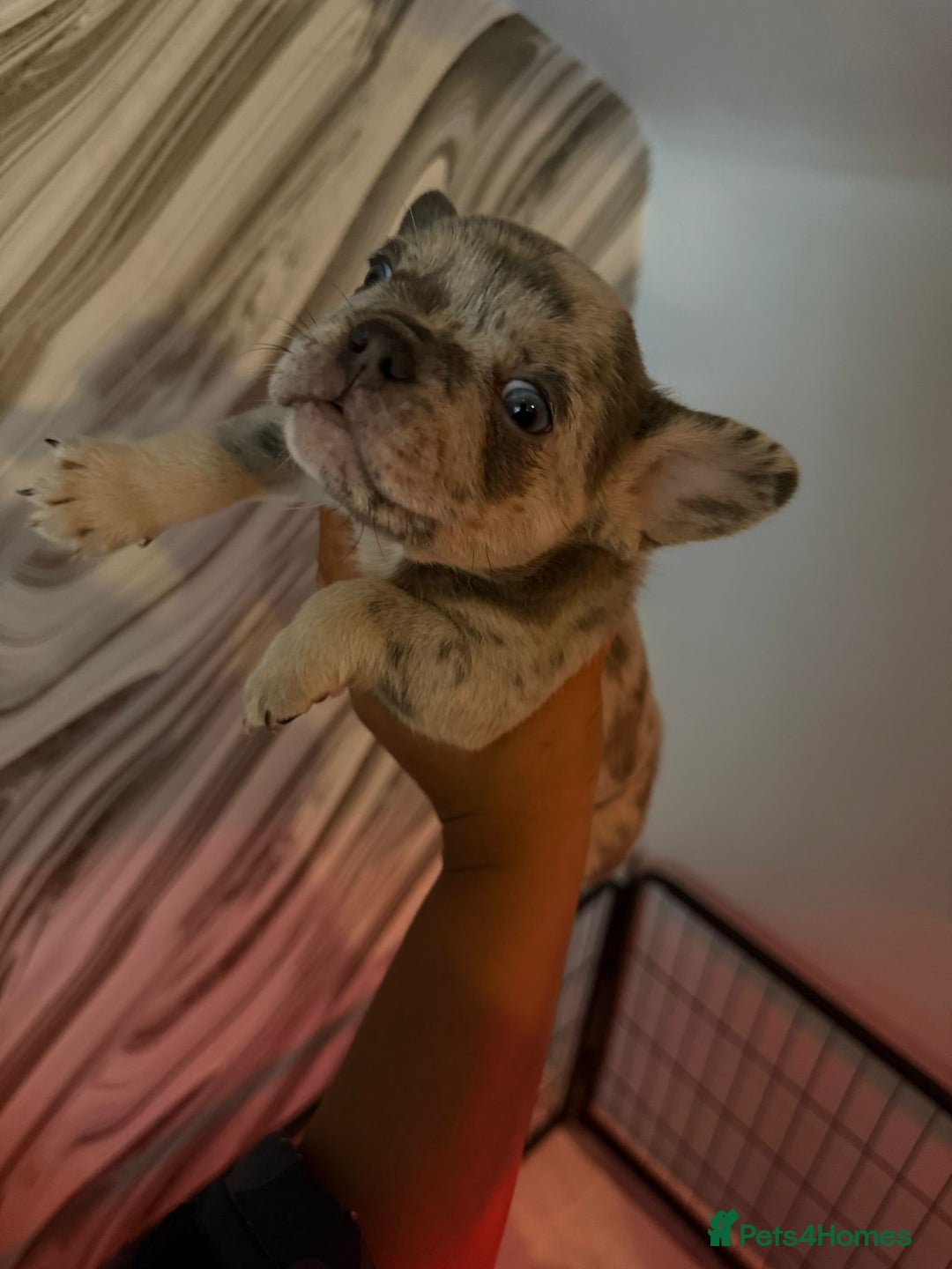 French Bulldog dogs for sale: Pedagree & KC registered French bulldog - Image 14