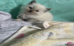 Ragdoll cats for sale: Beautiful Ragdoll Kittens, GCCF & Tica Registered - Image 26