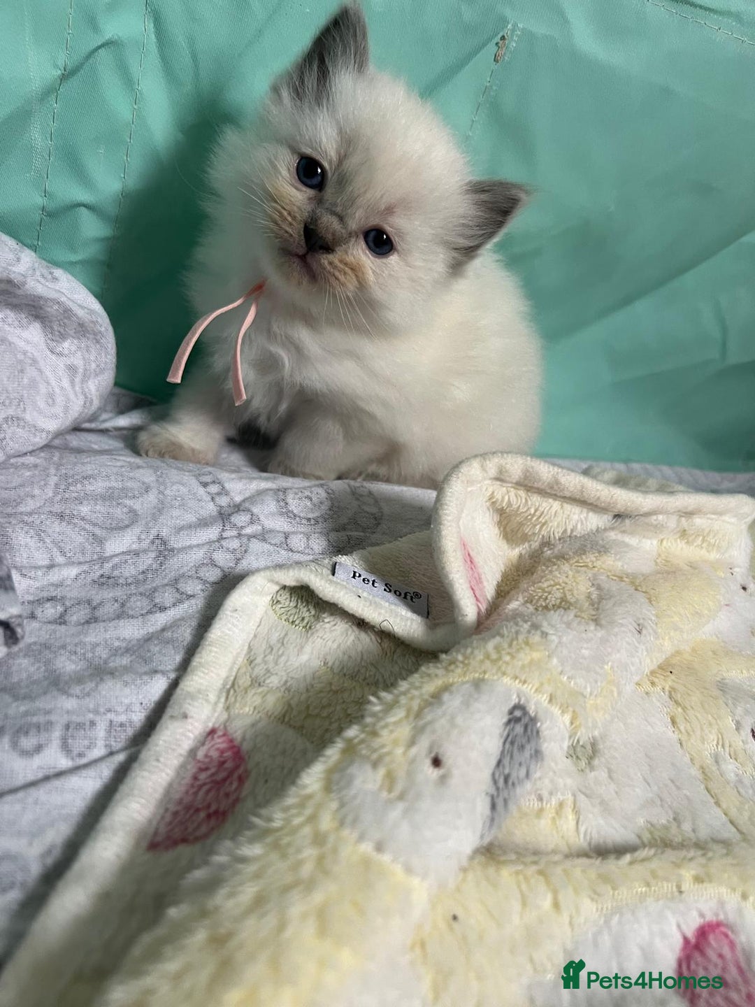 Ragdoll cats for sale: Beautiful Ragdoll Kittens, GCCF & Tica Registered - Image 26