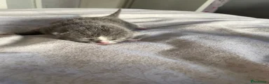 British Shorthair 1 grey male
