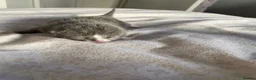 British Shorthair cats for sale: 3 British shorthair kittens  - Advert 19