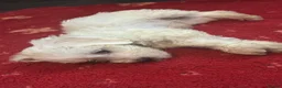 Bichon Frise dogs for sale: 6 beautiful bichon Frise x bichon Maltese  - Advert 5