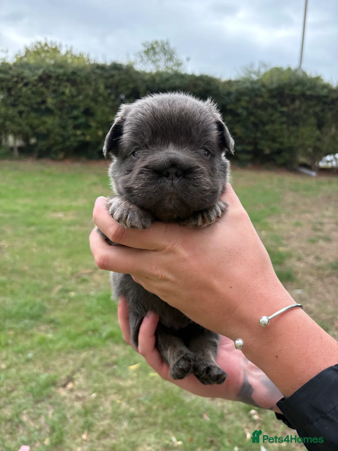 French Bulldog dogs for sale: 💙🐾 STUNNING FLUFFY FRENCH BULLDOG PUPPIES 🐾🖤 in Romford - Advert 2
