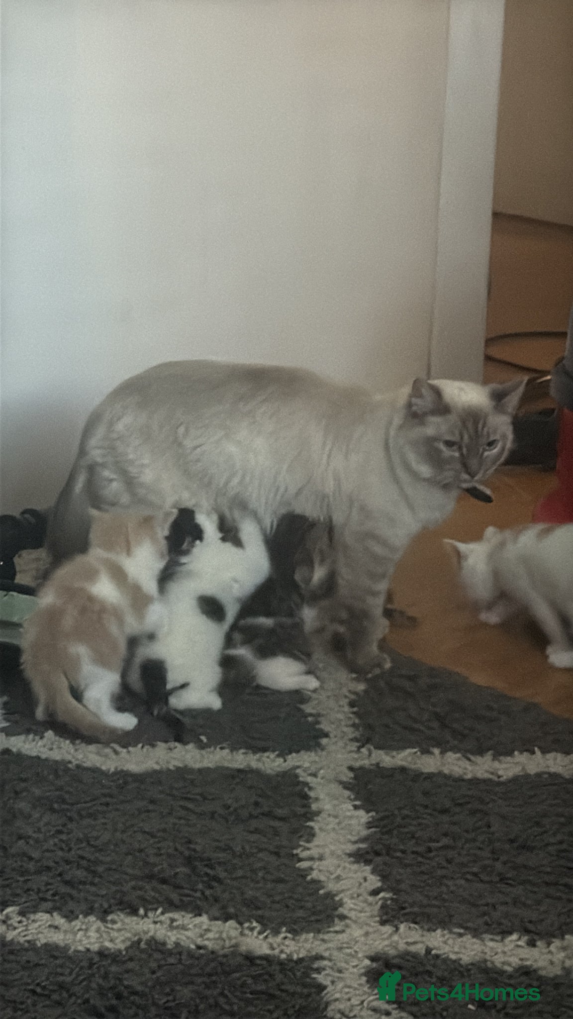 Mixed Breed cats for sale: Ragdoll x shorthair babies ready now! - Advert 23