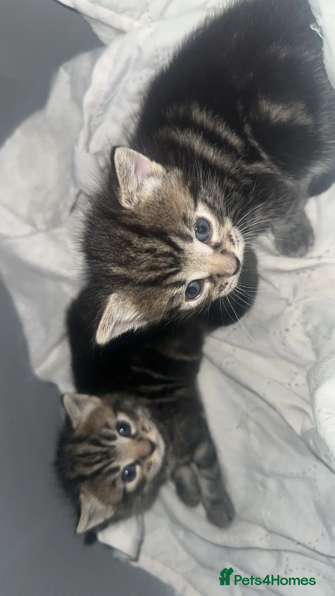 Mixed Breed cats for sale: Two pretty twins - Advert 6