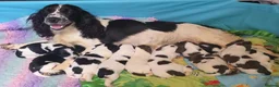 English Springer Spaniel dogs for sale: Outstanding Home Reared KC 5 ⭐️ Vetted Ready now  - Advert 14