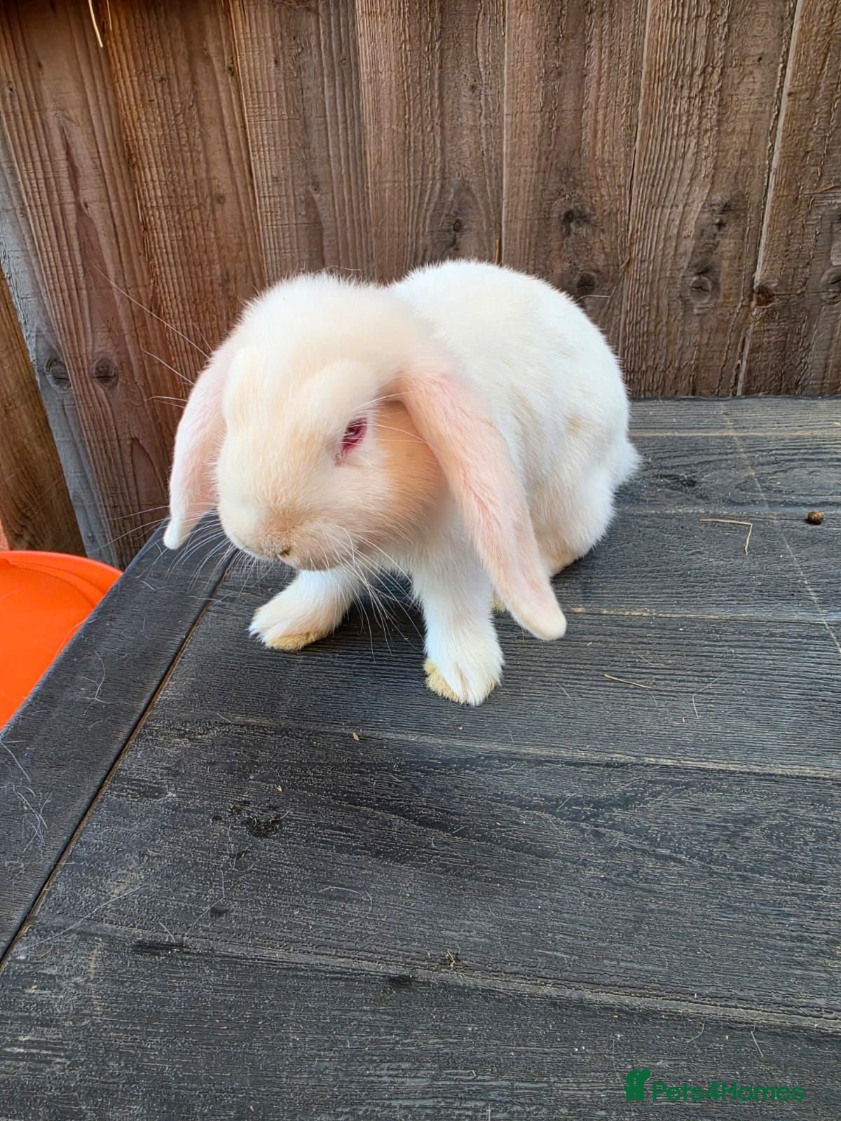Mini Lop rabbits Mini Lops - Advert 2