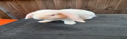Mini Lop rabbits for sale: Mini Lops - Advert 2