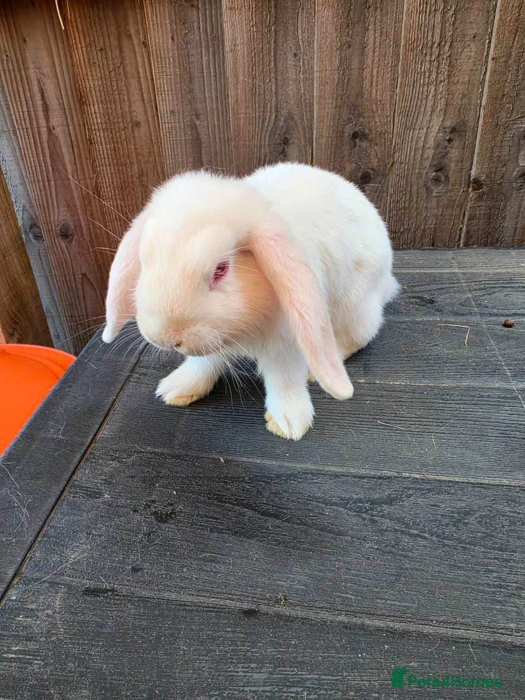 Mini Lop rabbits for sale: Mini Lops - Advert 2