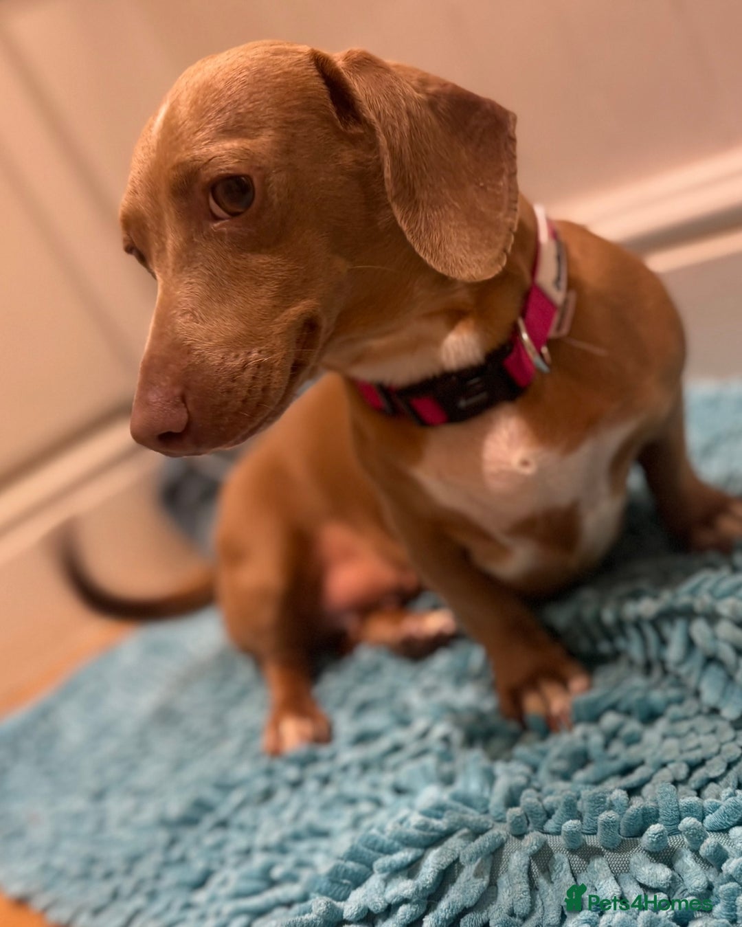 Dachshund dogs for sale: Miniature dachshund Puppies for sale  - Advert 8