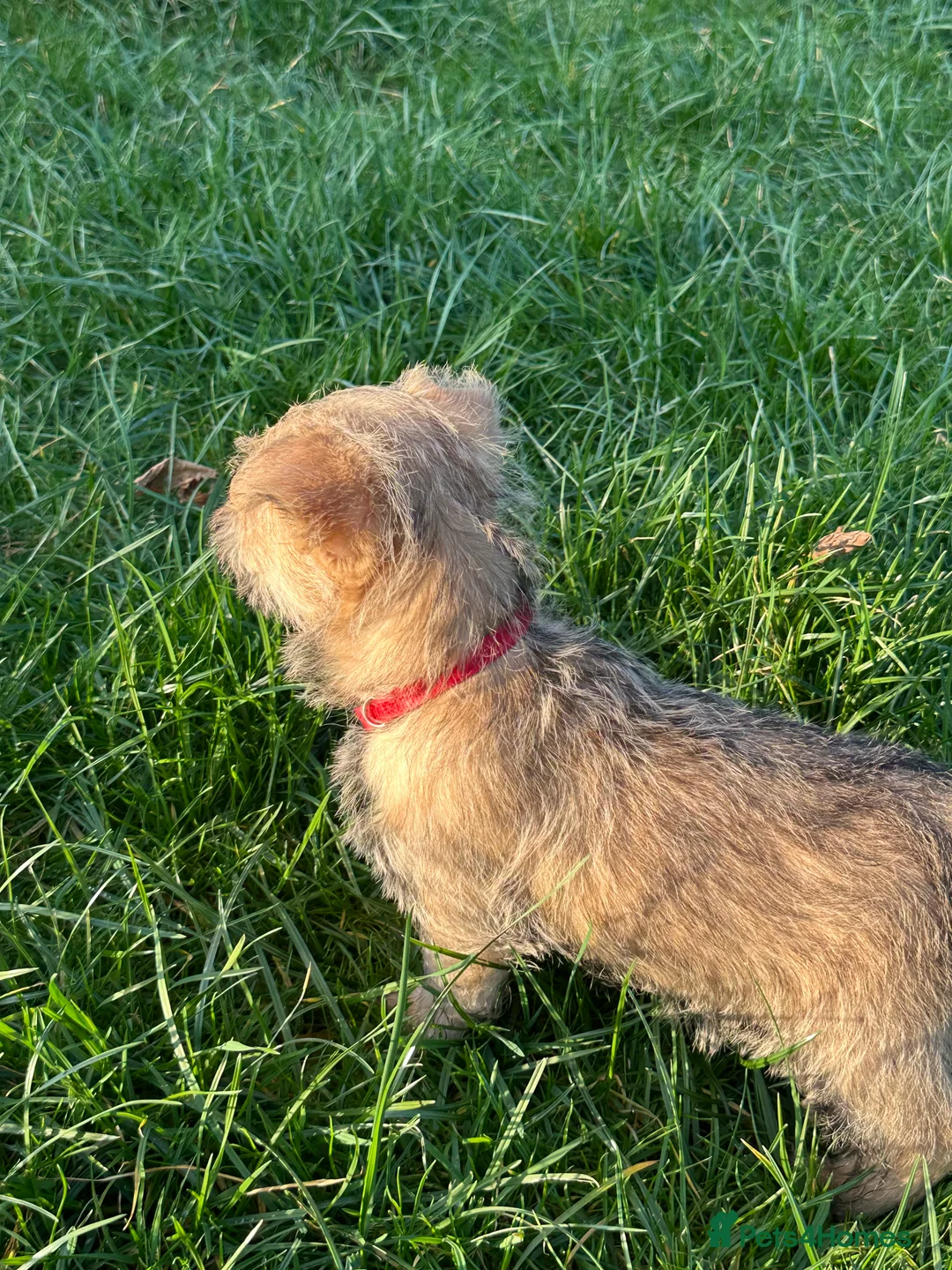 Cairn Terrier dogs for sale: Quality Beautiful KC Reg Cairn Terrier Puppies.  - Advert 12