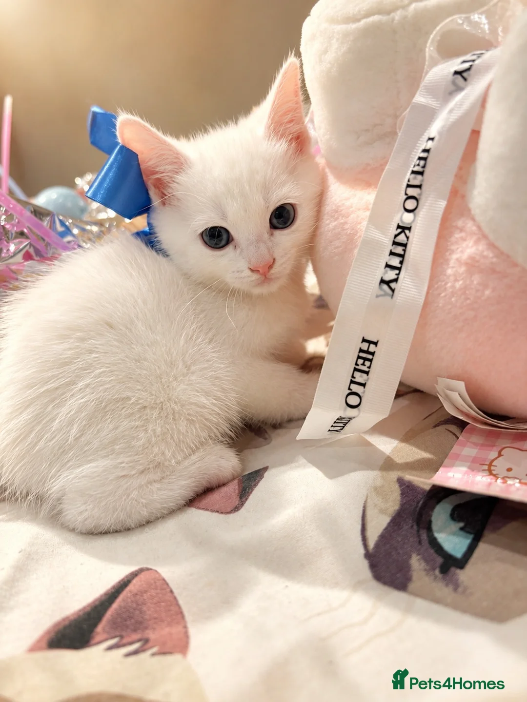 Turkish Angora cats for sale: Pure white kitten!! - Advert 2