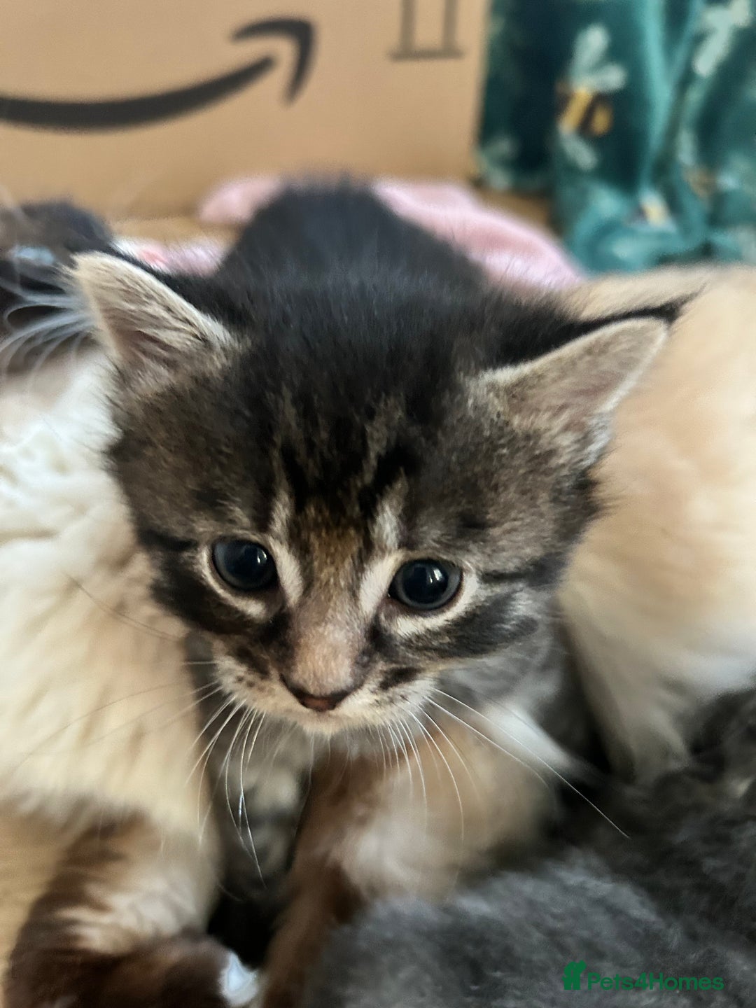 Ragcoon cats for sale: Ragcoons!  in Shepton Mallet - Image 15