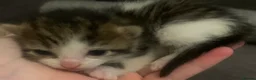 Mixed Breed cats for sale: Litter of tabby tortoi & black kittens  in Liverpool - Advert 7