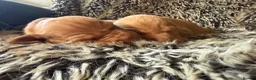 Hungarian Vizsla dogs for sale: Ready this weekend Beautiful litter.  - Advert 37
