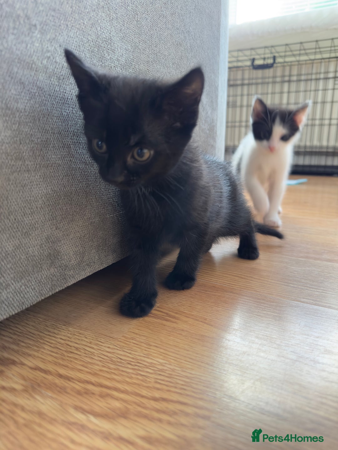 British Shorthair cats for sale: Healthy 8-Week-Old Kittens – Loving Homes Only - Advert 4