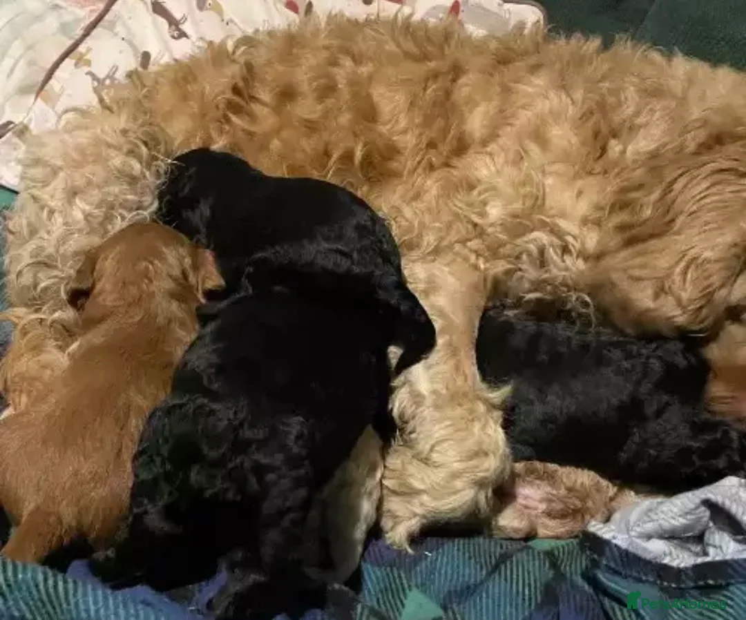 Cockapoo dogs for sale: Adorable cockapoo - Advert 8